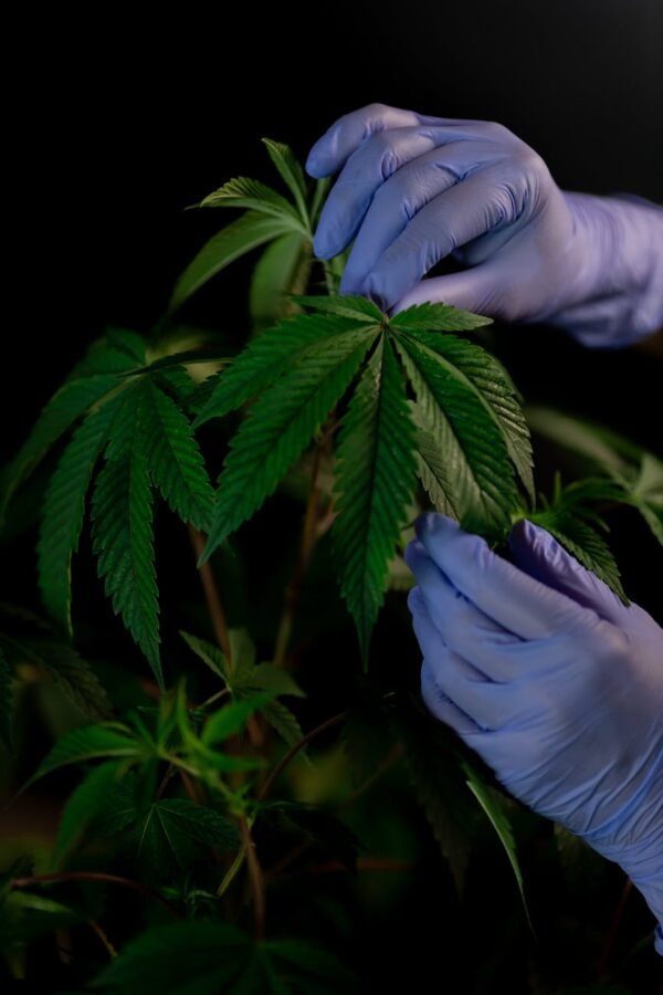 photo of person holding cannabis leaves