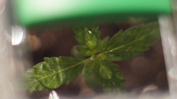Grow-Hilfe Kompakt
