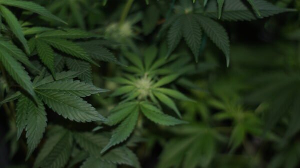 Grow-Hilfe Kompakt – Bild 2