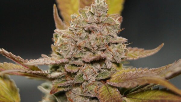 Grow-Hilfe Kompakt – Bild 3